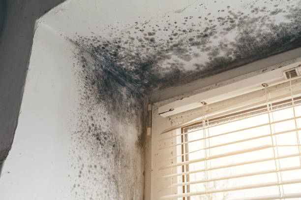 Affordable Basement Mold Removal solutions in Severna Park, MD