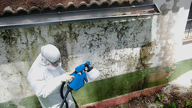 Top rated local Basement Mold Removal specialists in Severna Park, MD